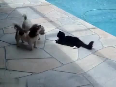 Котка си отмъщава на куче за нарушеното спокойствие