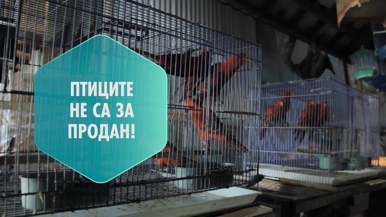 Жената, която се бори за спасяването на птиците