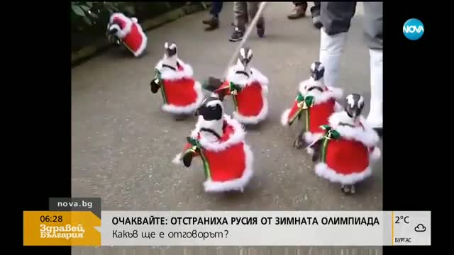 Пингвини в коледна премяна