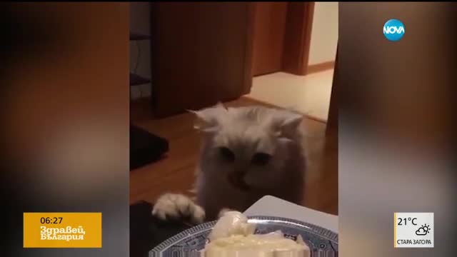 Какво правят котките, когато видят нещо вкусно на масата?