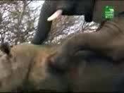 Какво ли ще излезе :d *слонорог