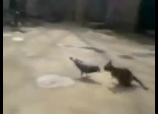 Гълъб напада котка 