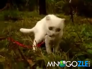 Коте с луда реакция 