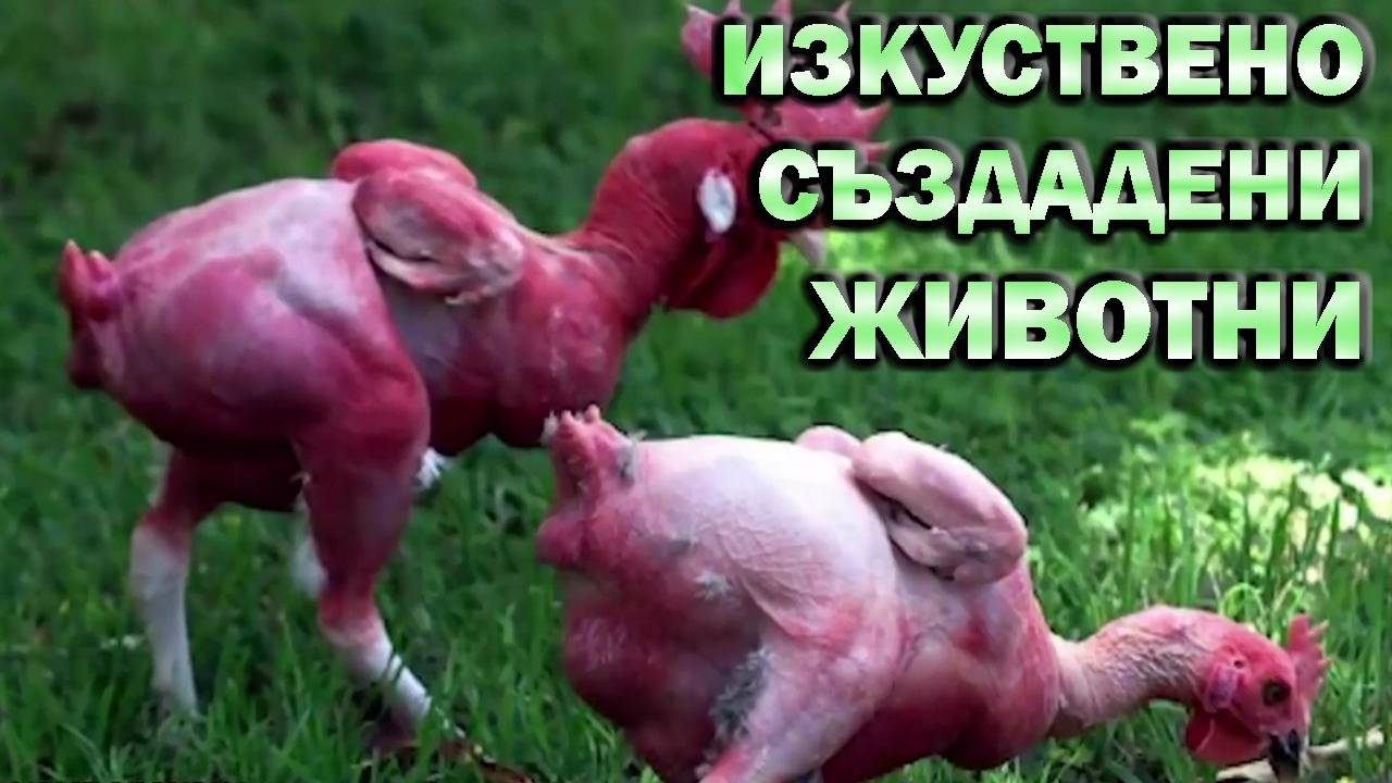 Изкуствено създадени животни от хора!