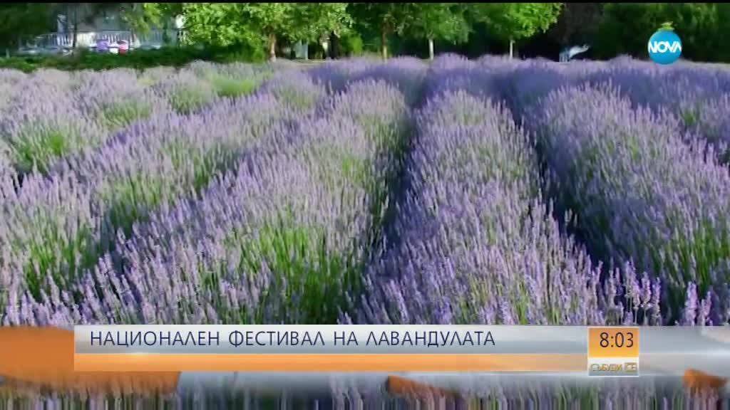 Национален фестивал на лавандулата