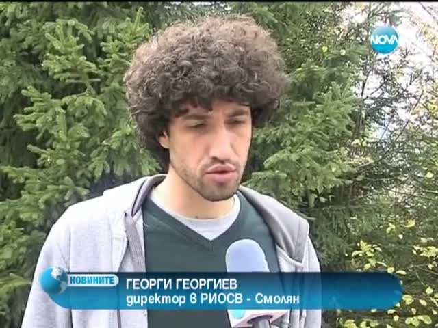 Раздават безплатни кучета-пазачи на животновъди в Смолян
