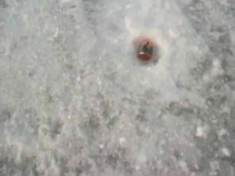 Какво Става Като Стреляме В Леда 