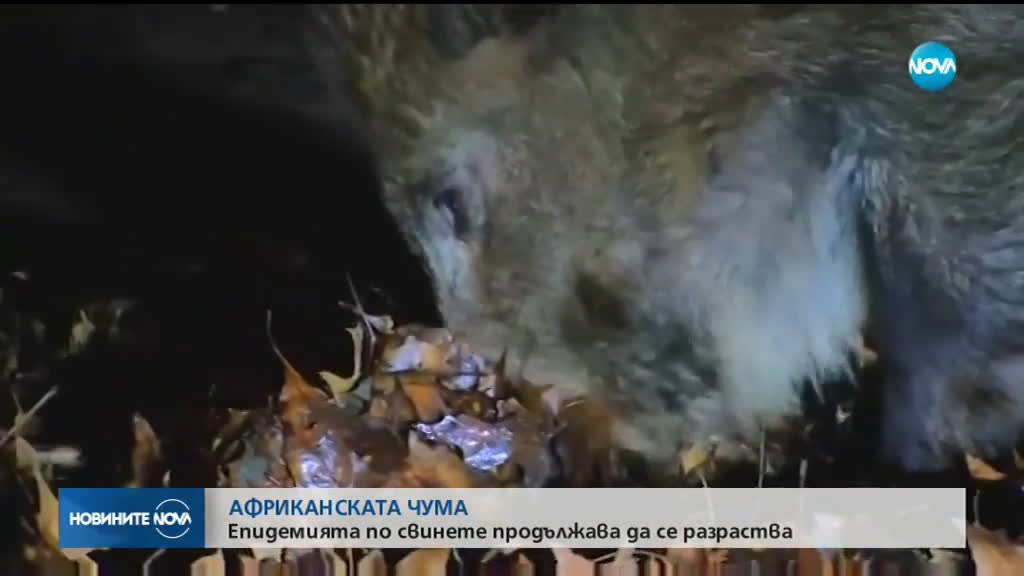 Новините на NOVA (01.08.2019 - 7.00 ч.)