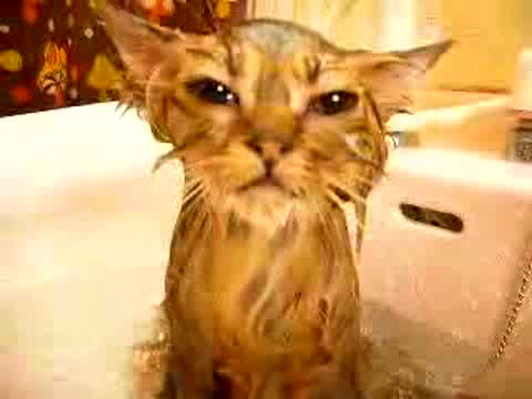 На Това Му Се Вика Желязно Коте