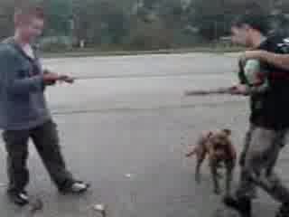Pit Bull