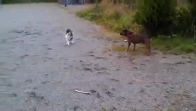 Котка плаши лошо куче