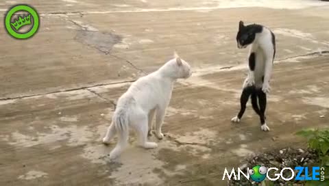 Котка се прави на Джет Лии