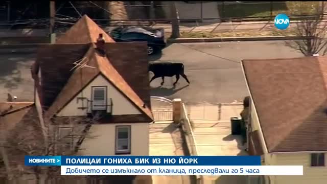Полиция в зрелищно преследване на бик