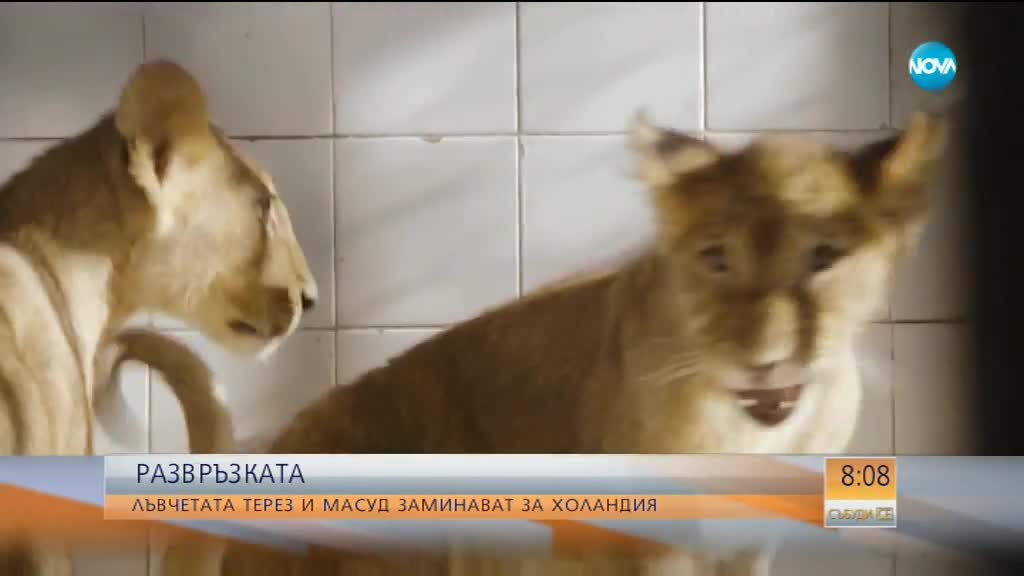 РАЗВРЪЗКАТА: Лъвчетата Терез и Масуд заминават за Холандия