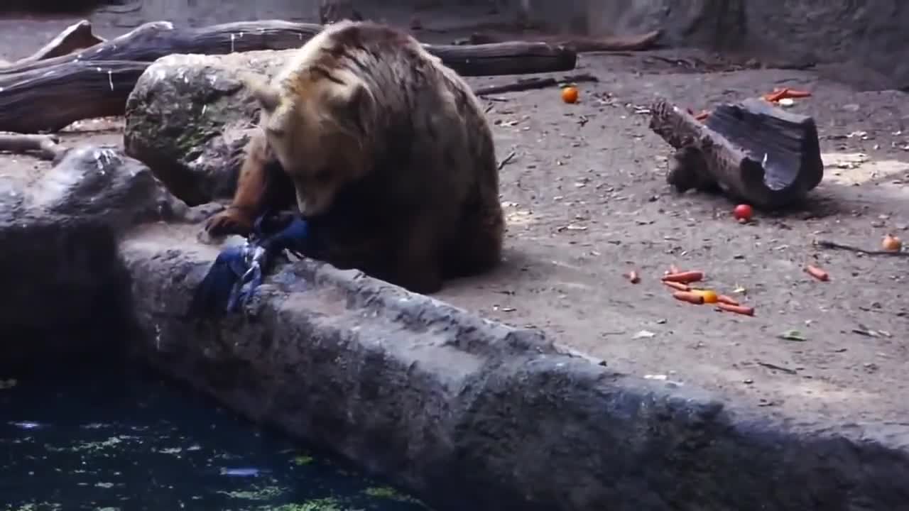 Животни за пример. Животни , които могат да ни научат на много неща!