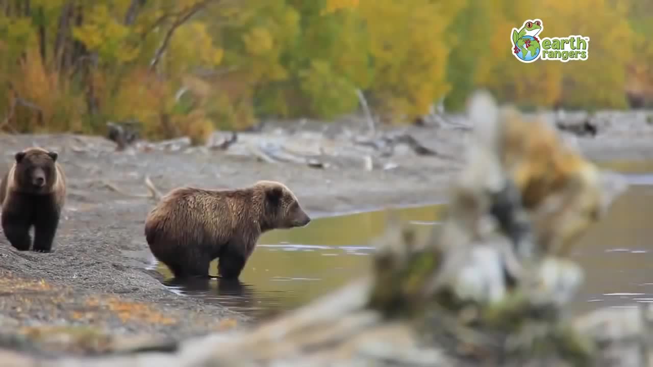 Смях говорещи животни