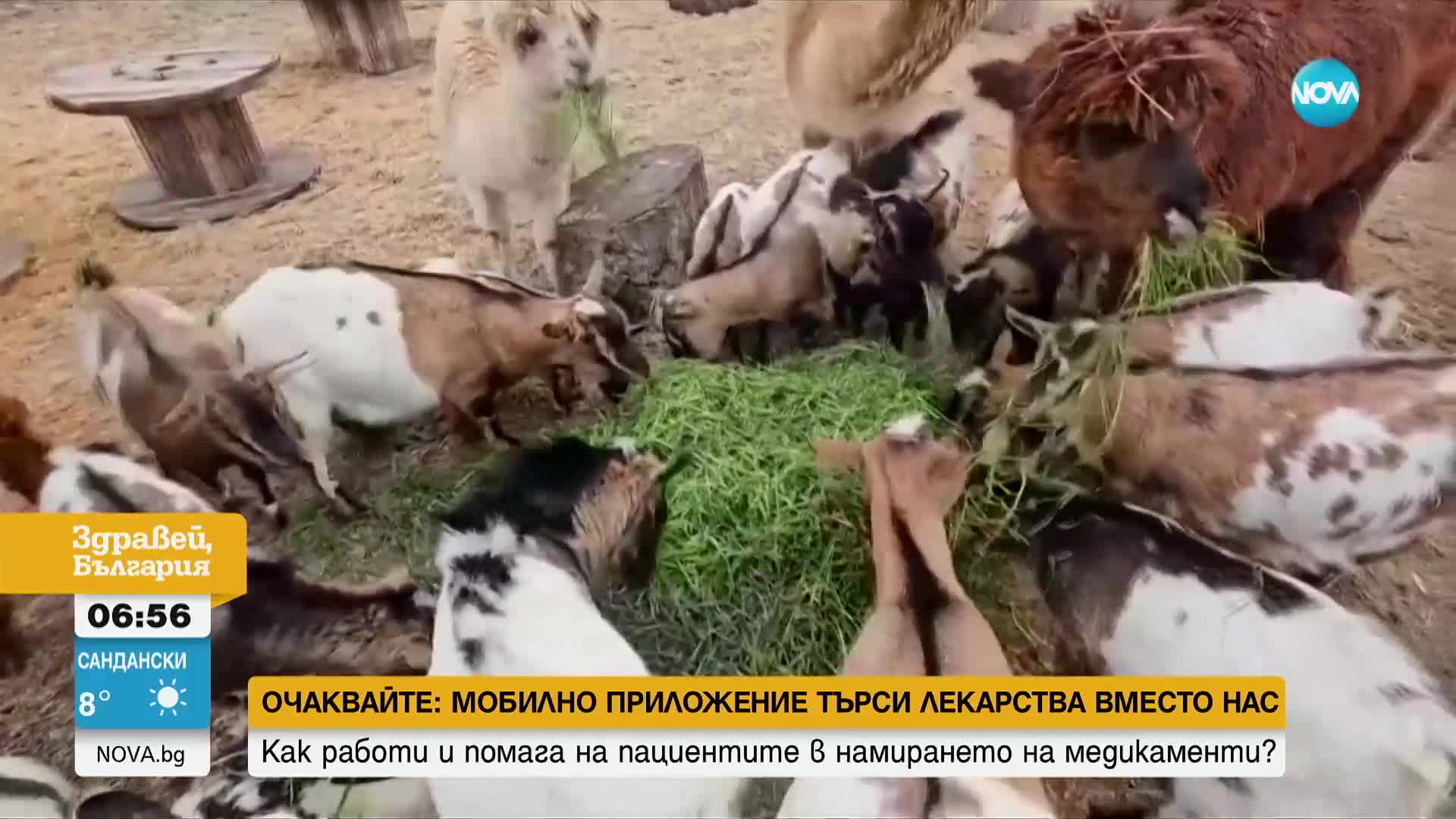 Животните в бургаския зоопарк се наслаждават на хубавото време