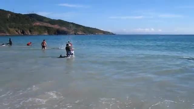 Бразилци спасяват делфини изхвърлени на брега