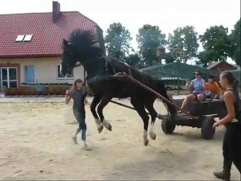 Какво се случва когато един кон не е бил впряган никога