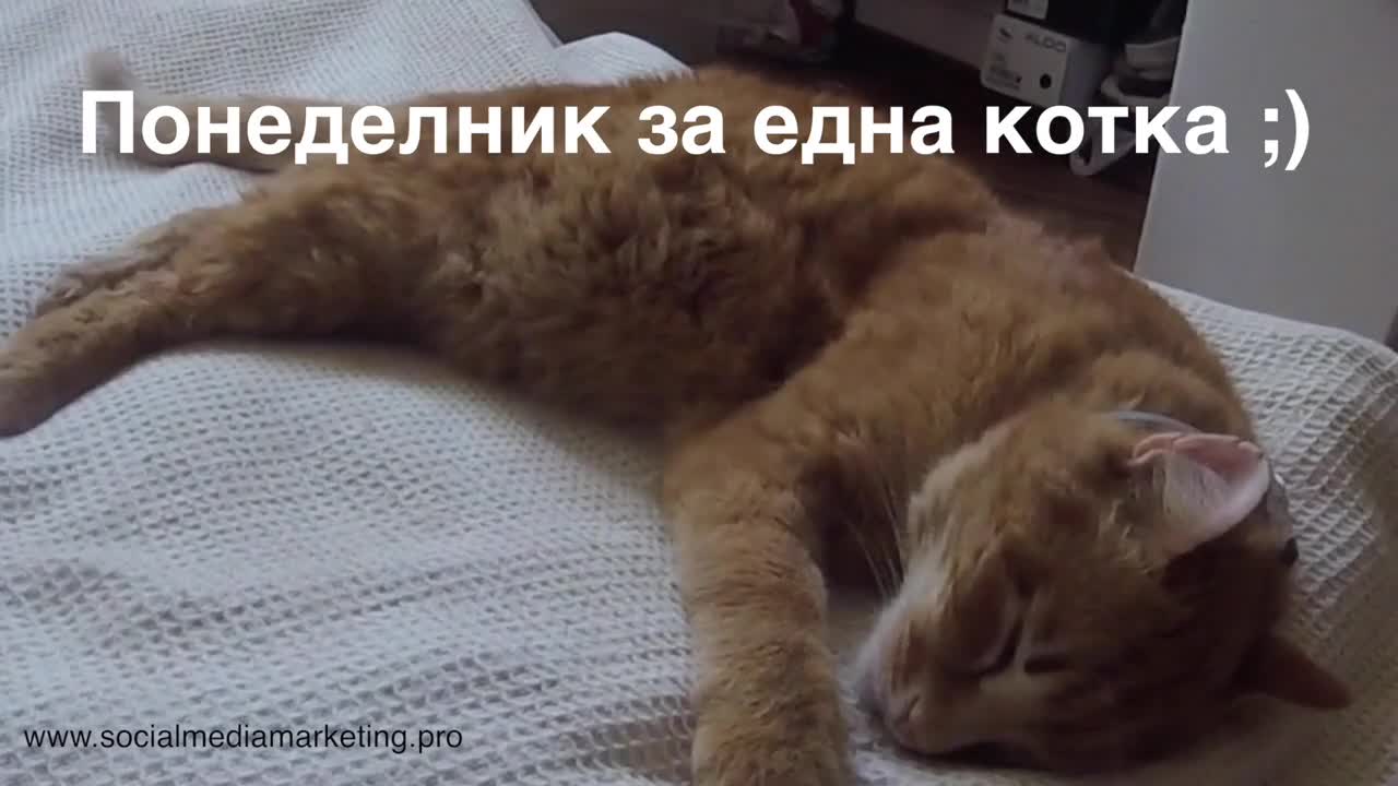 Понеделник за една котка