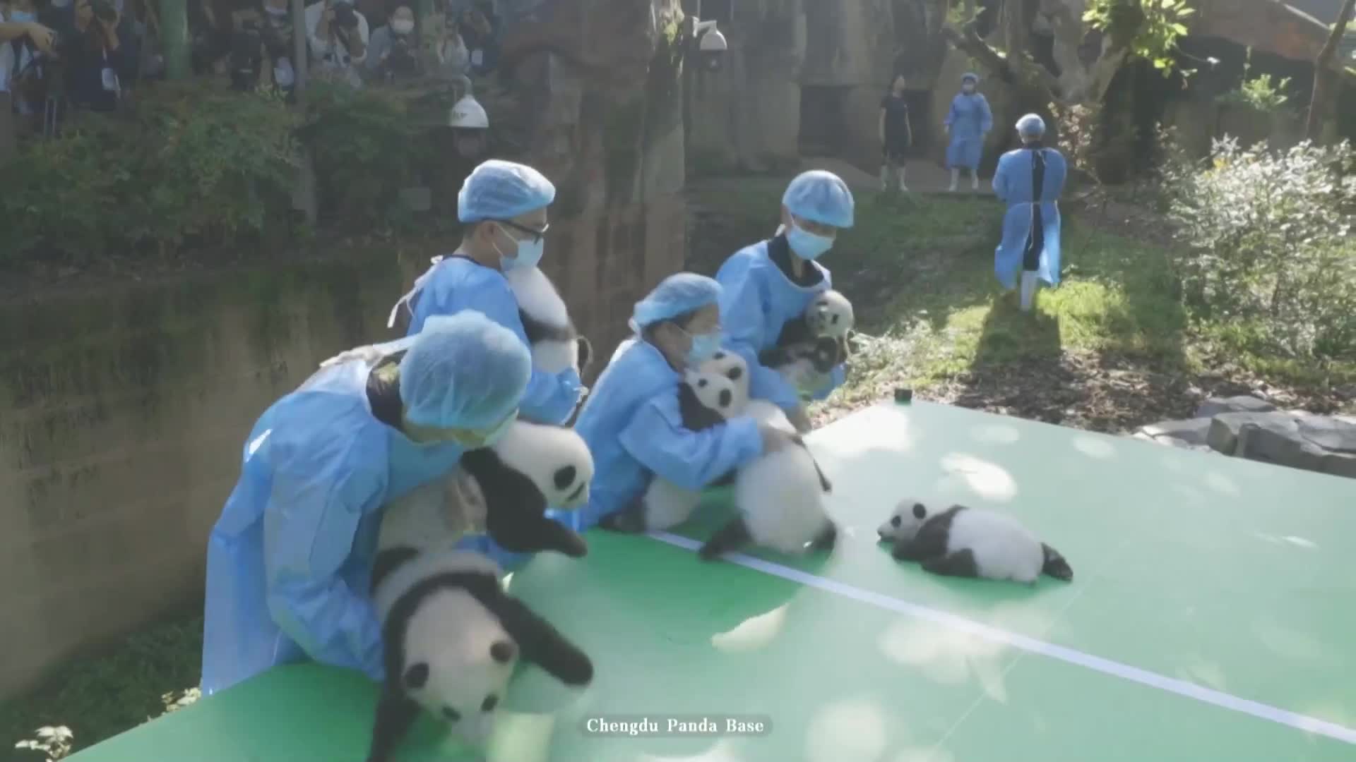 УМИЛИТЕЛНИ КАДРИ: Вижте дебюта на 13 новородени малки панди (ВИДЕО)