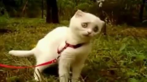 Коте получава забавна реакция докато яде трева!