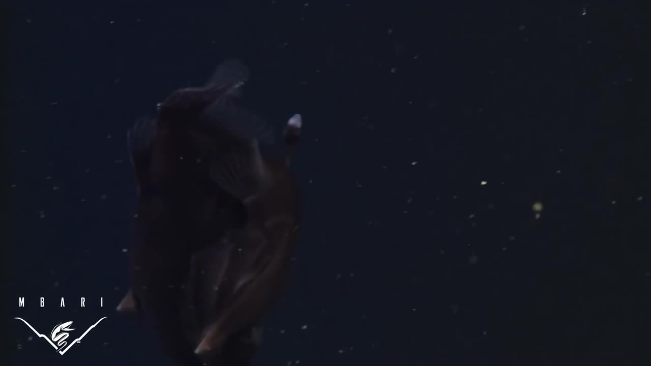 Учени успяха да заснемат видео с неуловимия морски дявол