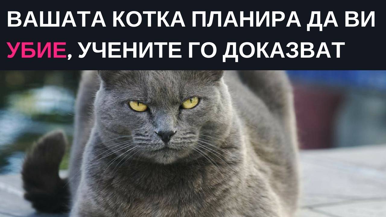 Вашата котка планира да ви убие и учените имат доказателства за злодейството