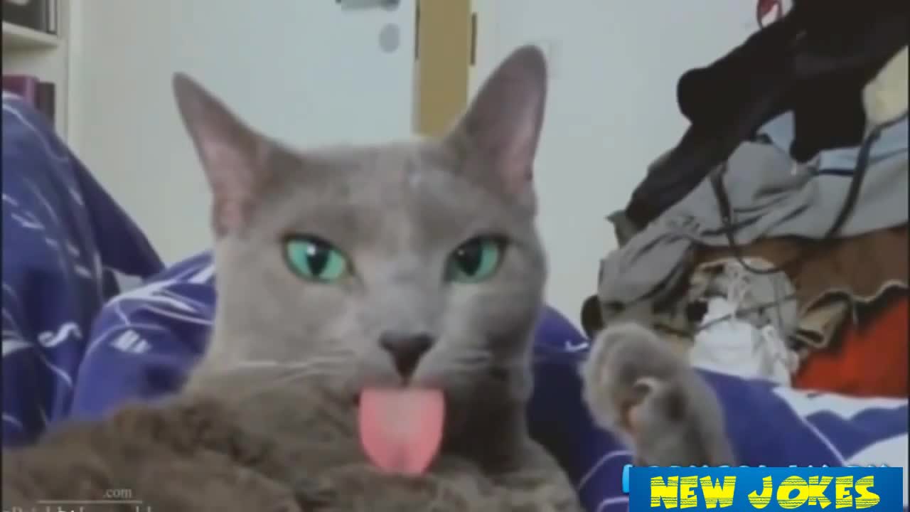 Компилация смешни и забавни клипове 2015 # 12