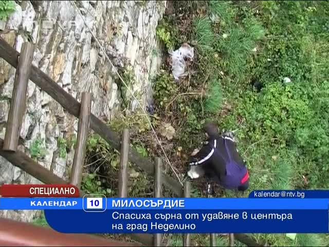 Спасиха сърна от удавяне в центъра на Неделино 