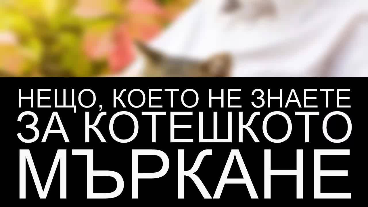 Нещо, което не знаете за котешкото мъркане