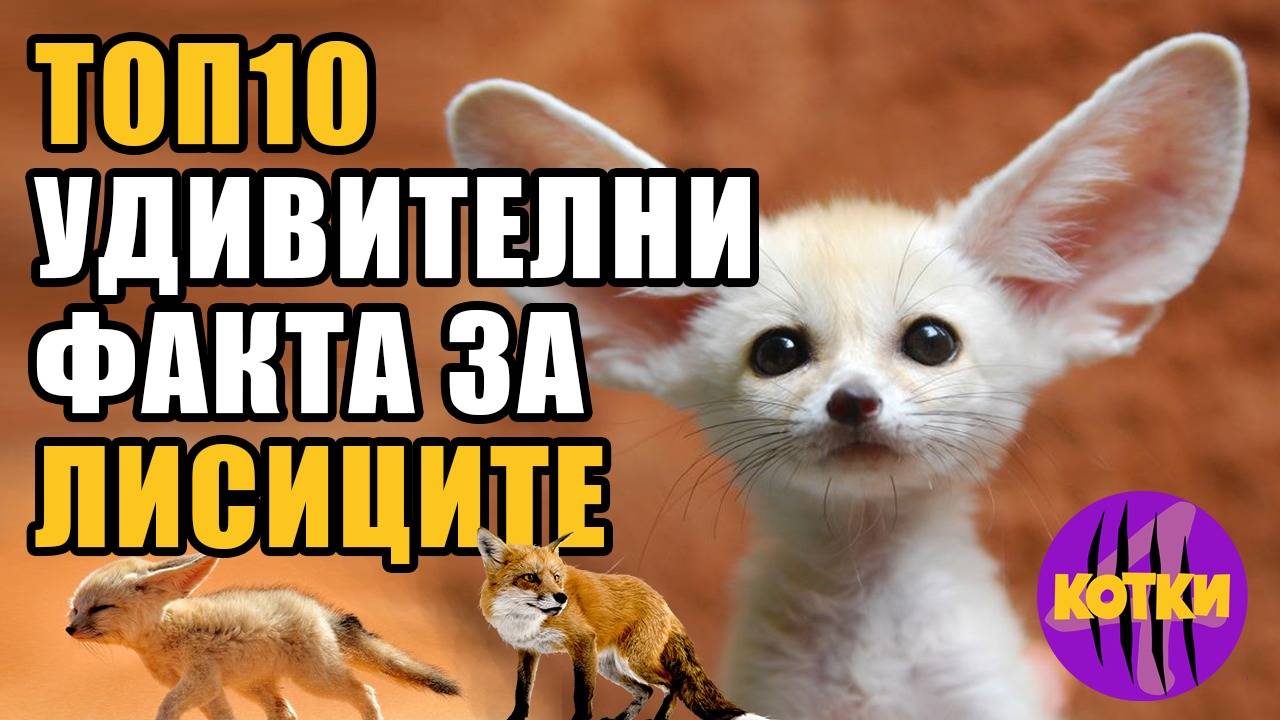 Топ 10 Удивителни факта за ЛИСИЦИТЕ