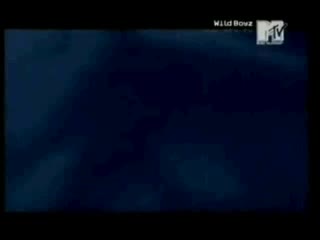 Лъвове Нападат Хора През Ноща