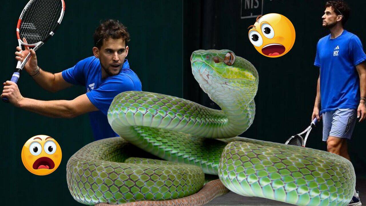 Една от най отровните змии в света се появи изненадващо на