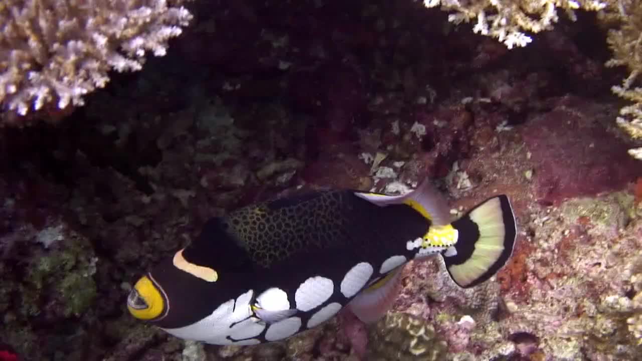 Fiji - Безценно! 