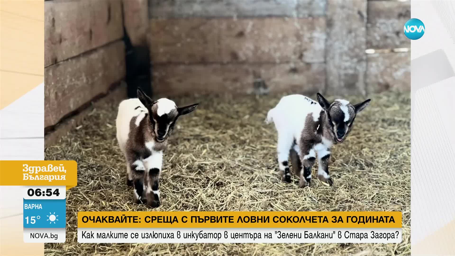 Две нови бебета радват посетителите на зоопарка в Бургас