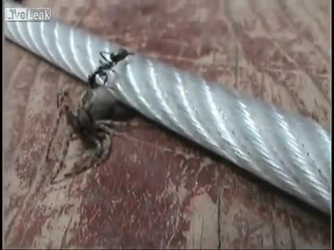Силата на мравката .
