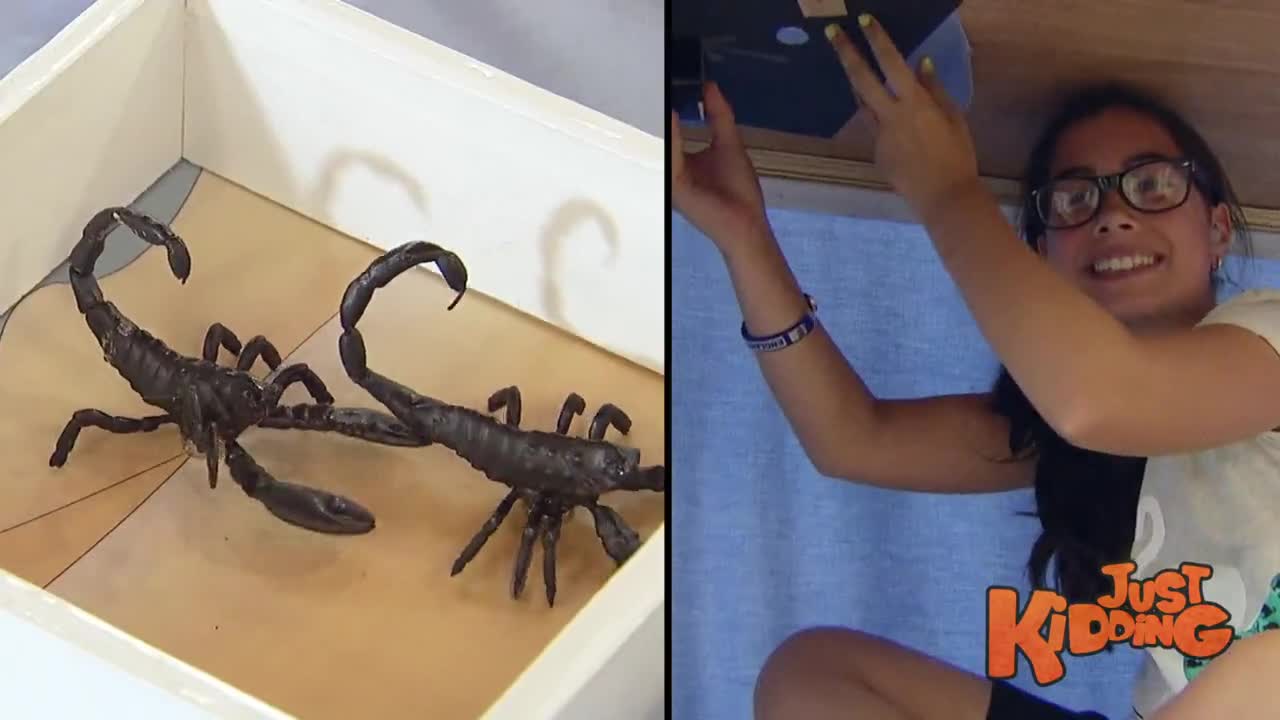 Смях! Скорпиони в кутия от пъзел - скрита камера