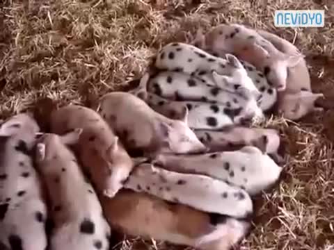 Реакция на шум на спящи прасенца .