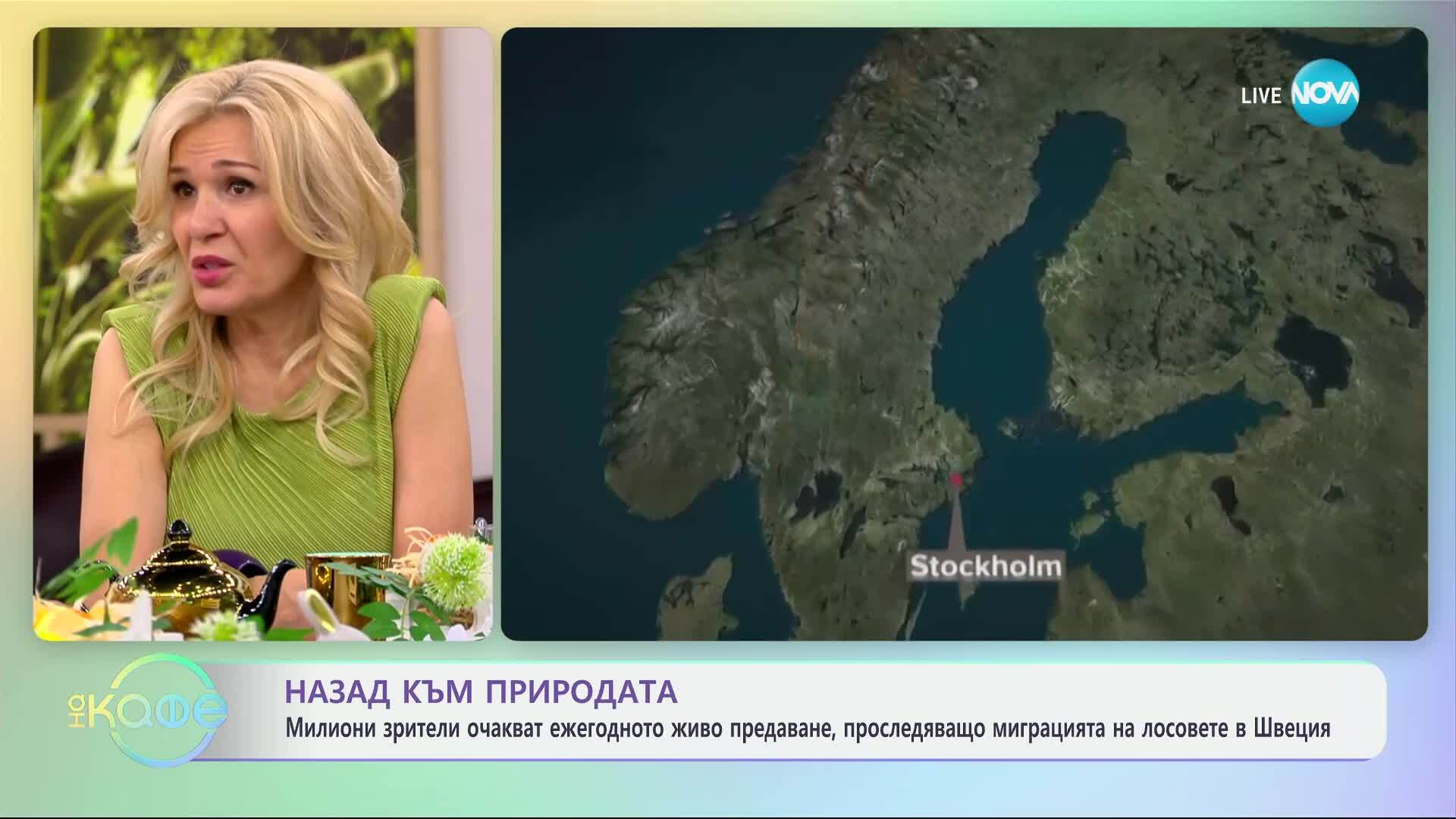 Милиони зрители очакват живото предаване, проследяващо миграцията на лосовете - „На кафе“ (17.04.2025)