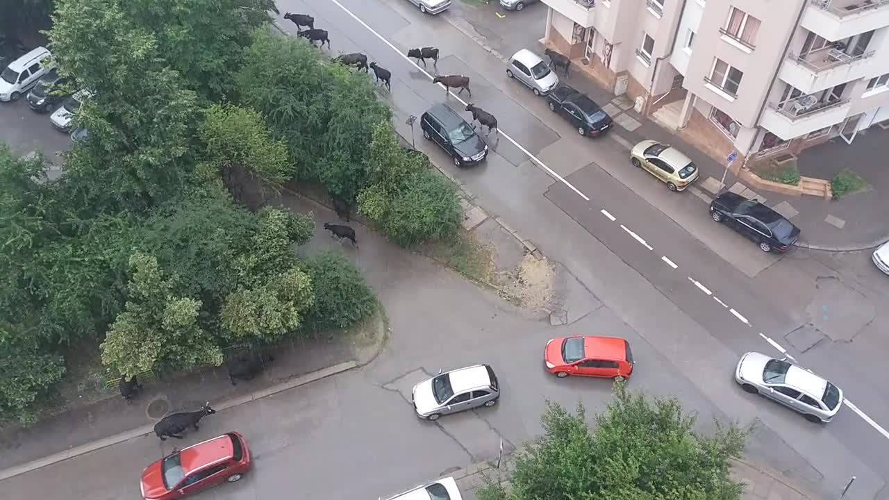 "Моята новина": Крави-столичанки