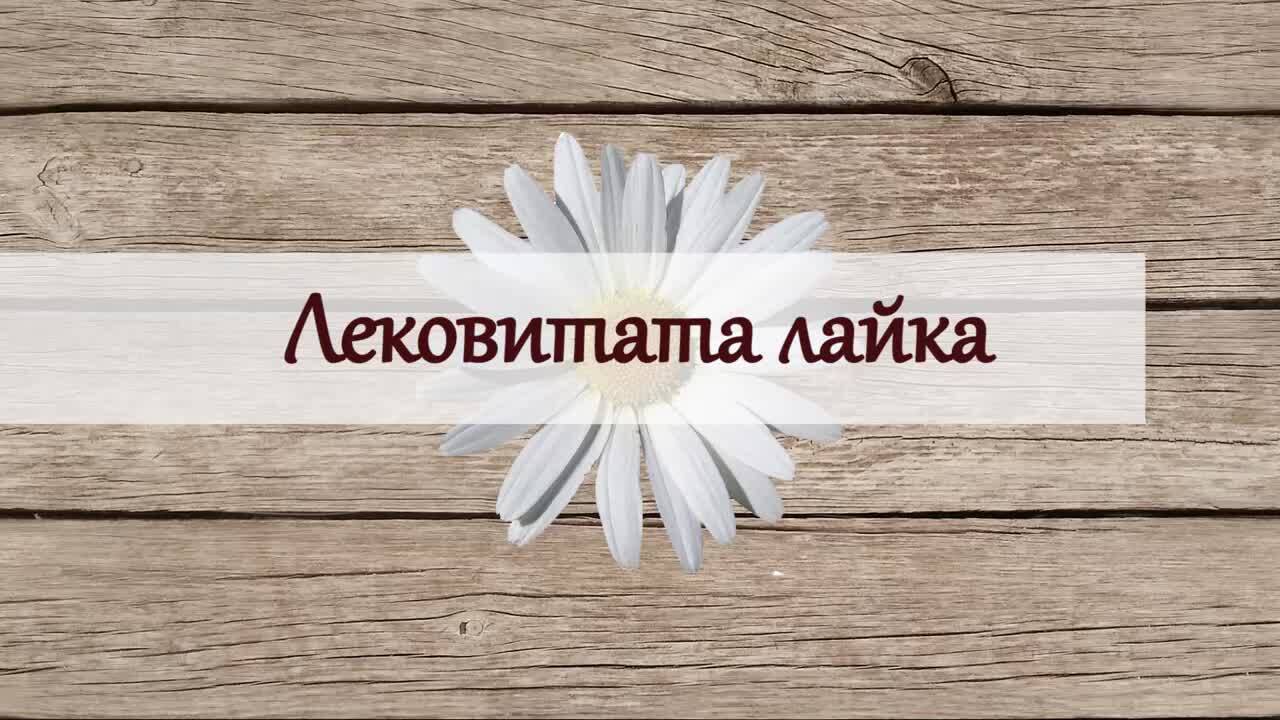 Лековитите свойства на ЛАЙКАТА