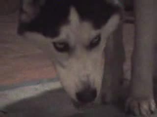 Сибирско Хъски