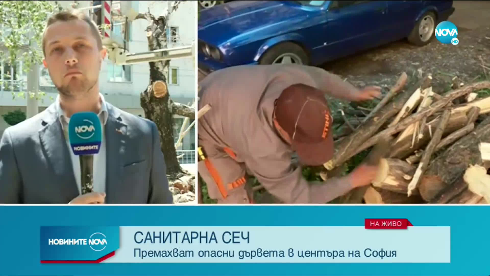 Премахват опасните дървета в София
