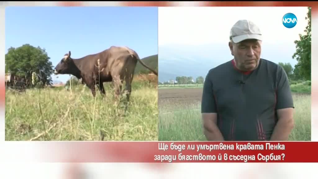 Ще бъде ли умъртвена крава заради бягството й в Сърбия?