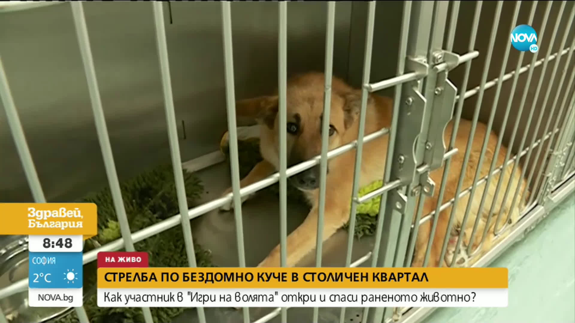 Брутално посегателство срещу куче в София