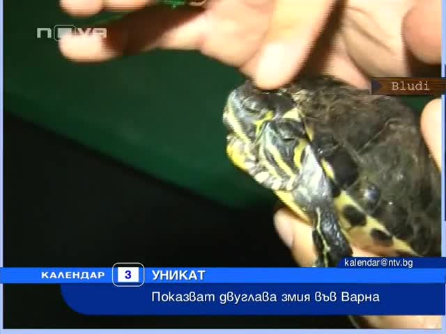 Уникaлна двуглава змия във Варна