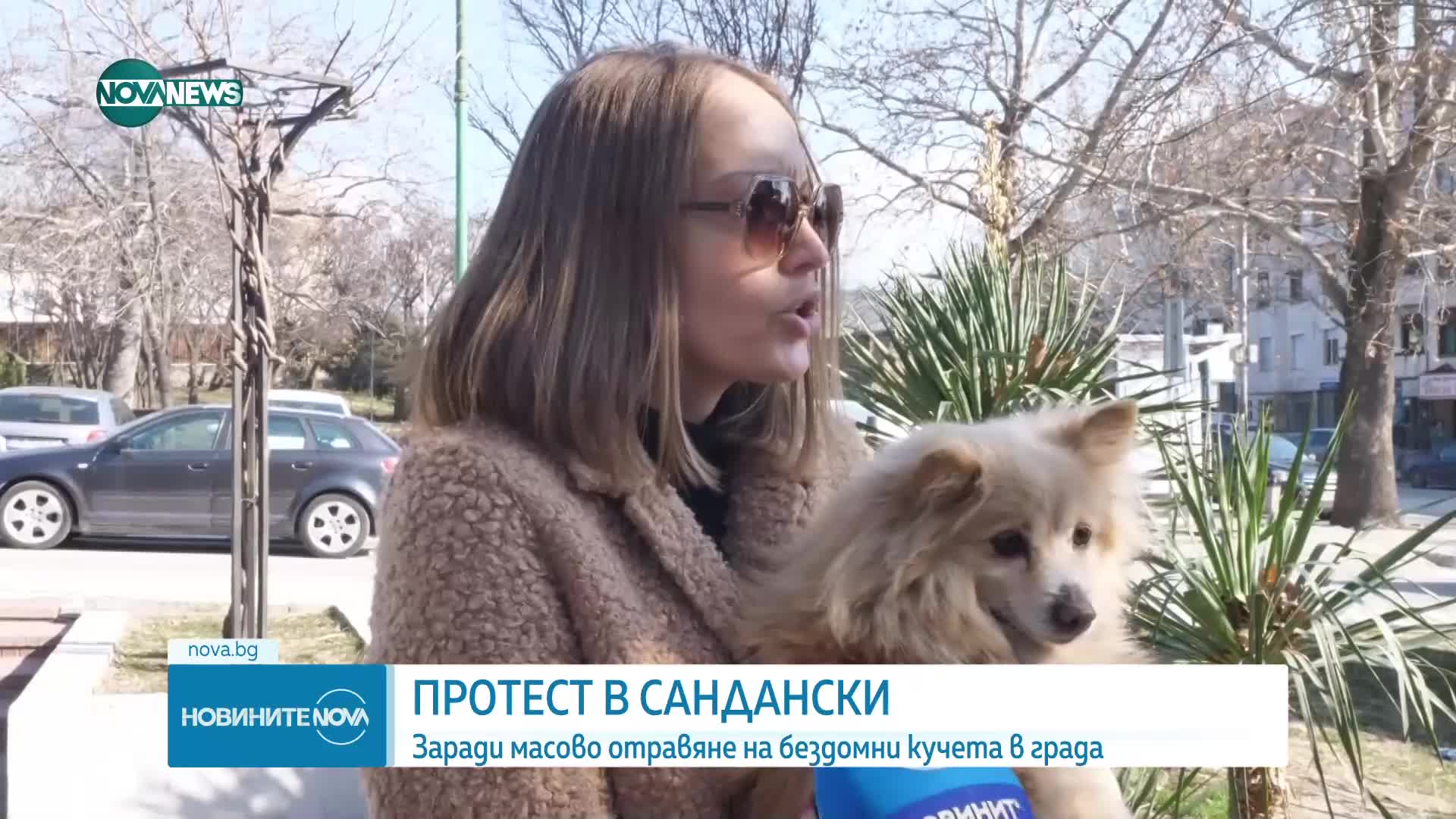 Протест в Сандански заради масово отравяне на бездомни кучета и котки