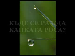 Къде Се Ражда Капката Роса