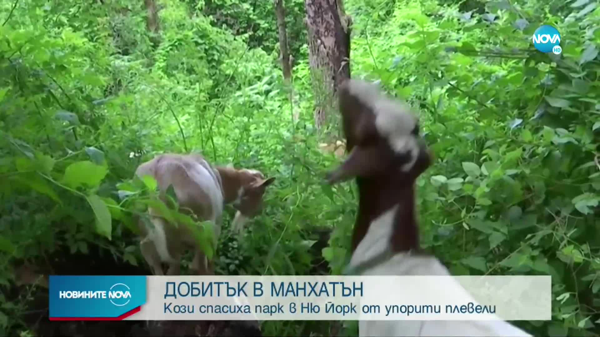 Кози спасиха Ню Йорк от упорити плевели